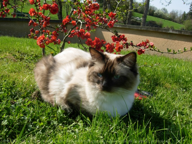 Photo de Ragdoll