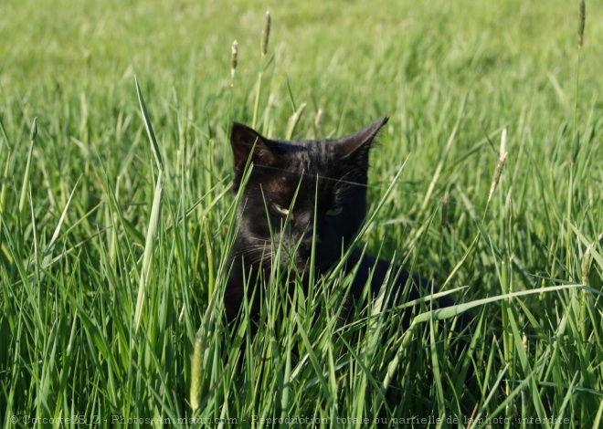 Photo de Chat domestique