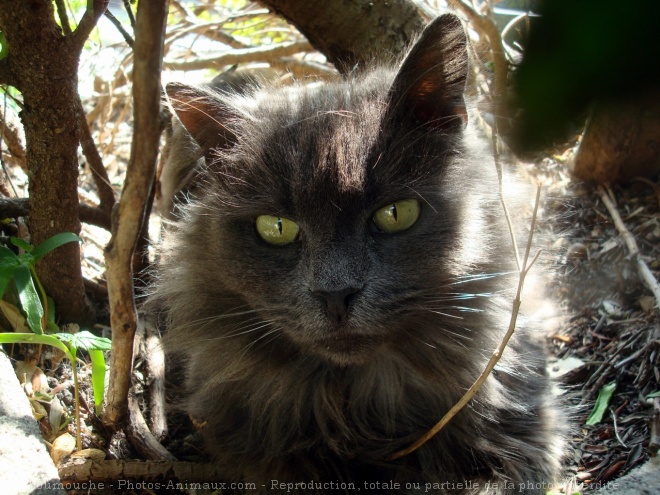 Photo de Chat domestique