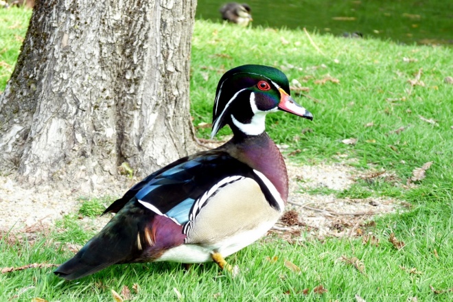 Photo de Canard carolin