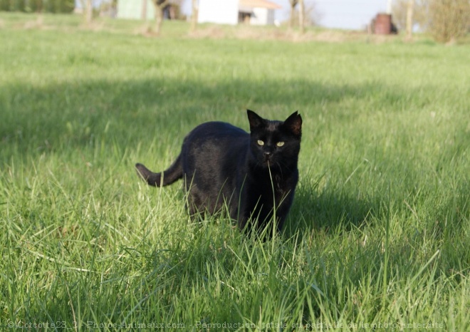 Photo de Chat domestique