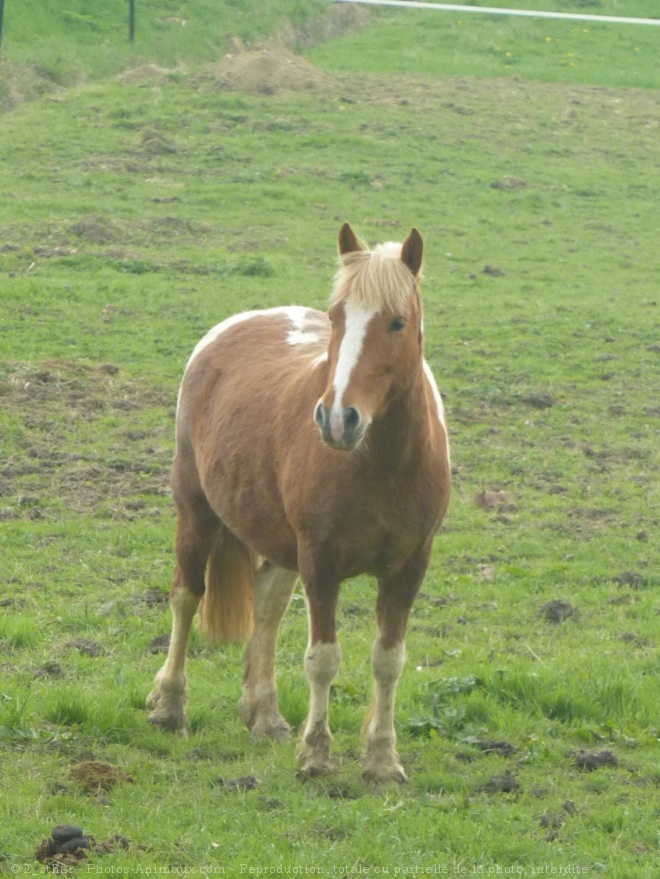 Photo de Poney (toutes races)