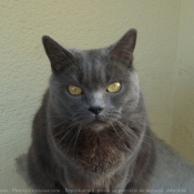 Photo de Chartreux