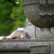 Photo de Chat domestique