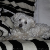 Photo de Bichon maltais