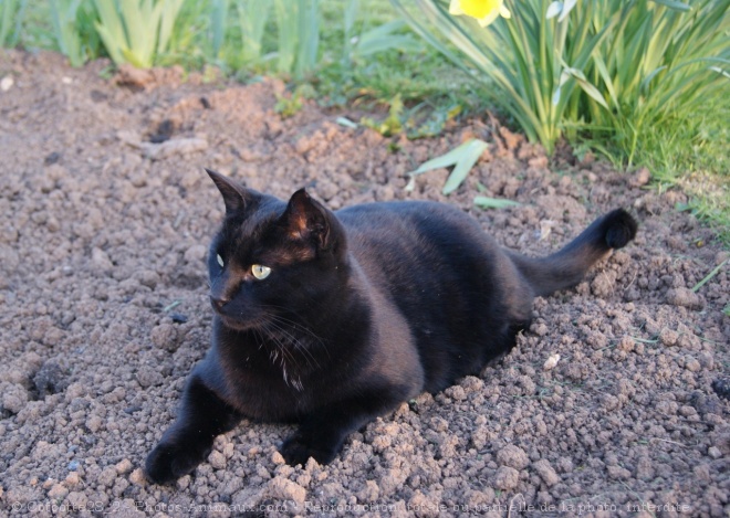 Photo de Chat domestique