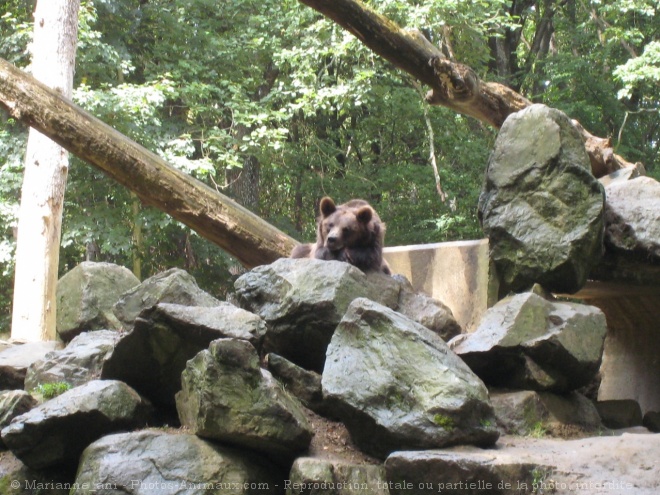 Photo d'Ours