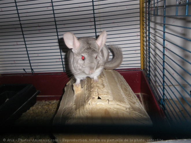 Photo de Chinchilla