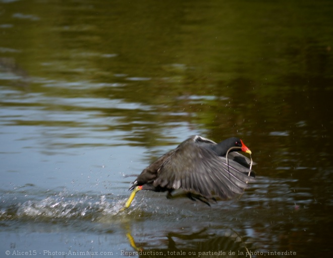 Photo de Poule d'eau