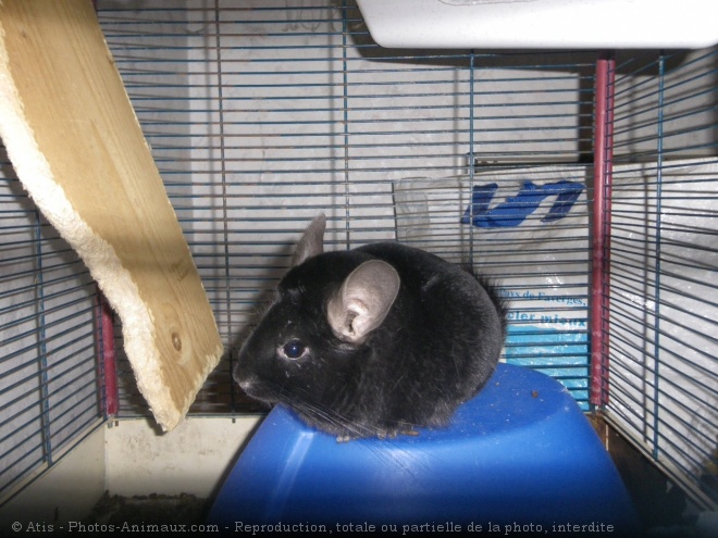 Photo de Chinchilla