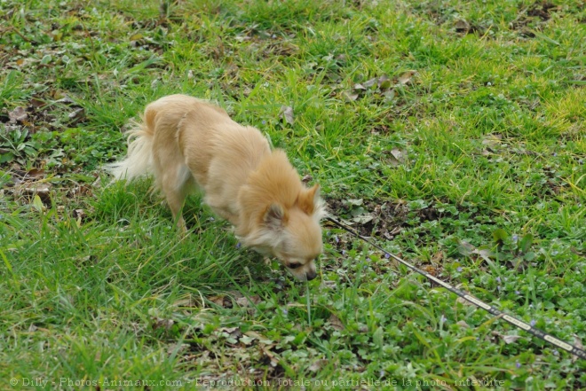 Photo de Chihuahua  poil long