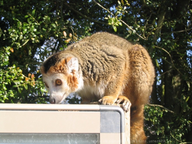 Photo de Lmurien - lmur couronn