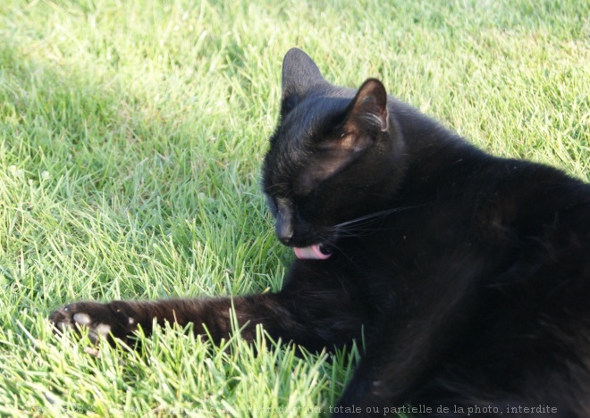 Photo de Chat domestique