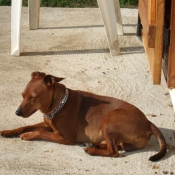 Photo de Pinscher nain