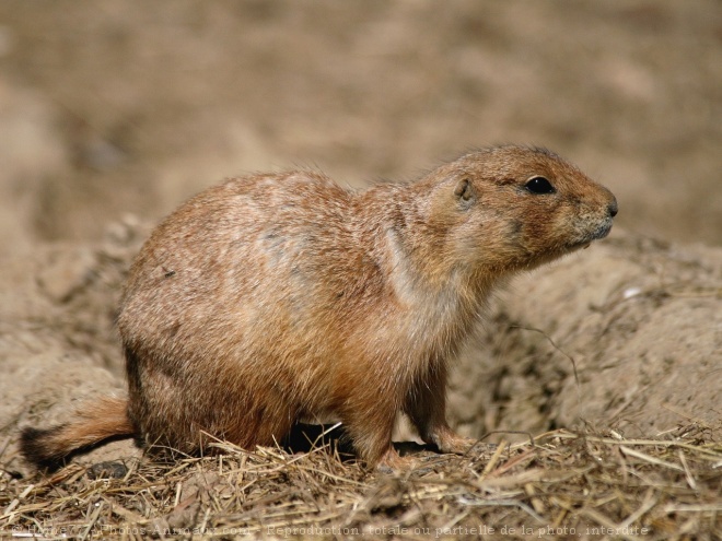 Photo de Chien de prairie