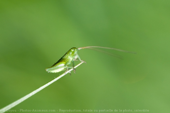 Photo de Sauterelle