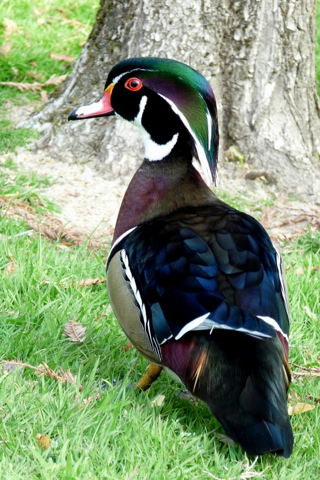 Photo de Canard carolin