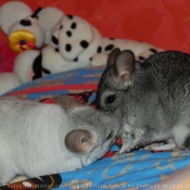 Photo de Chinchilla