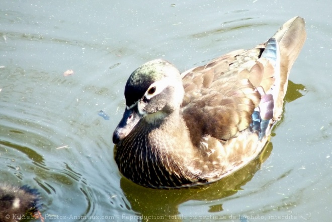 Photo de Canard