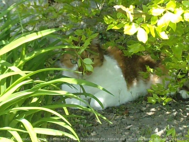 Photo de Chat domestique