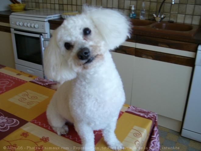 Photo de Bichon  poil fris