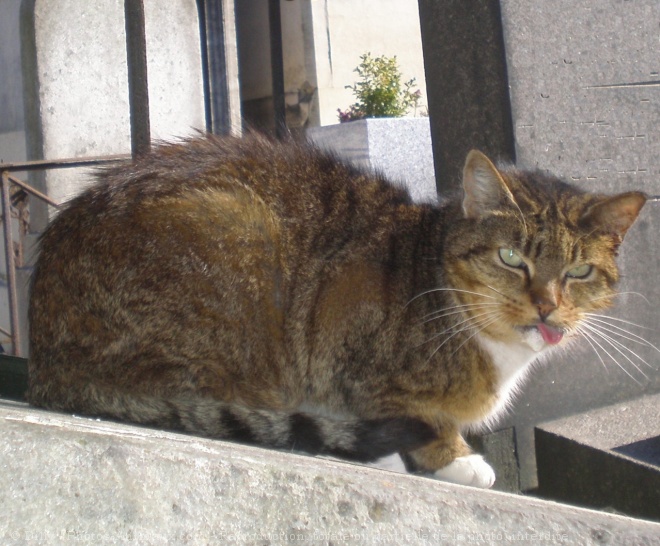 Photo de Chat domestique