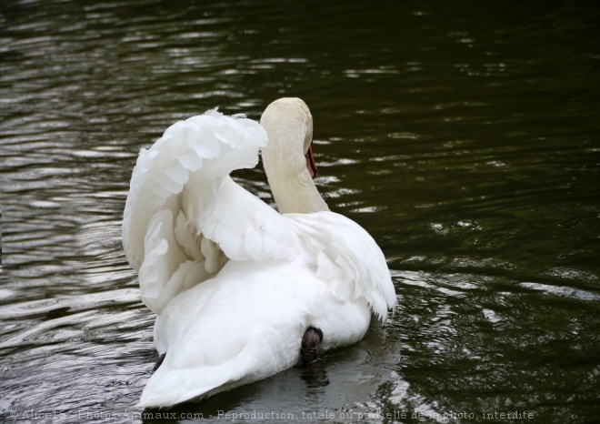 Photo de Cygne