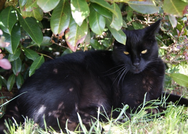 Photo de Chat domestique