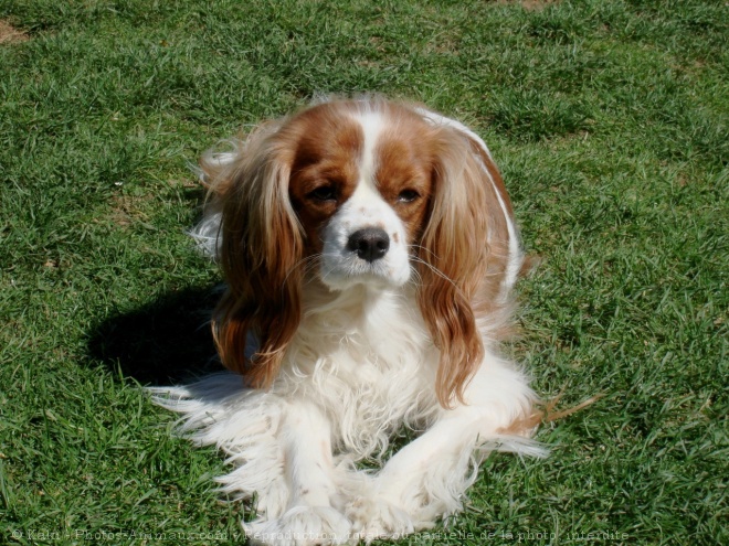 Photo de Cavalier king charles spaniel