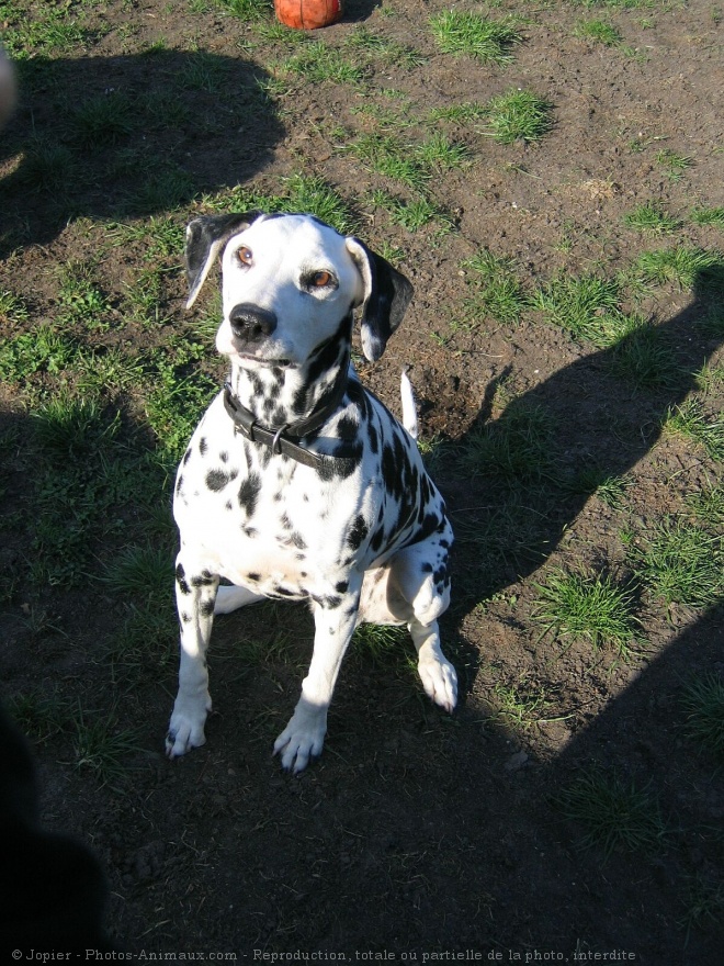 Photo de Dalmatien