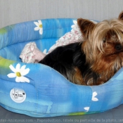 Photo de Yorkshire terrier