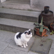 Photo de Chat domestique