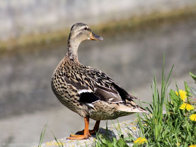 Photo de Canard colvert