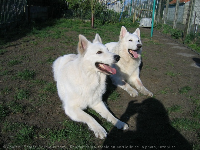 Photo de Berger blanc suisse