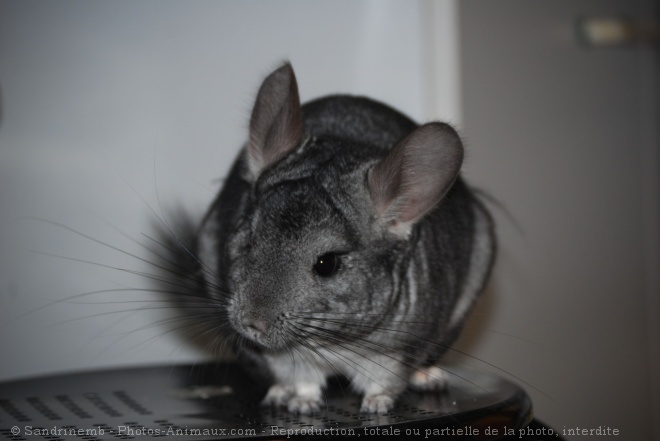 Photo de Chinchilla