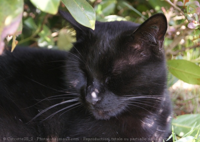 Photo de Chat domestique