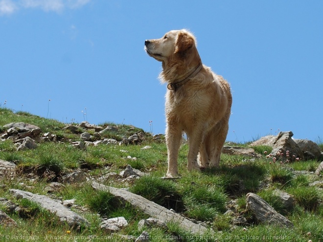 Photo de Golden retriever