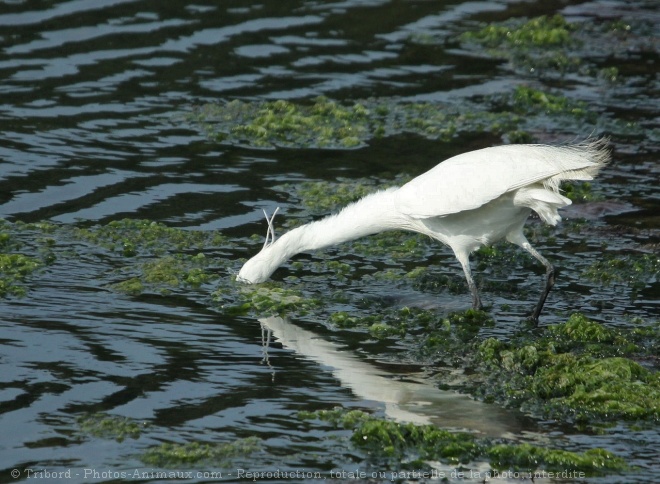 Photo d'Aigrette