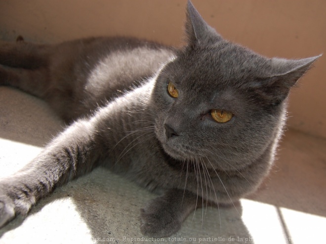 Photo de Chartreux