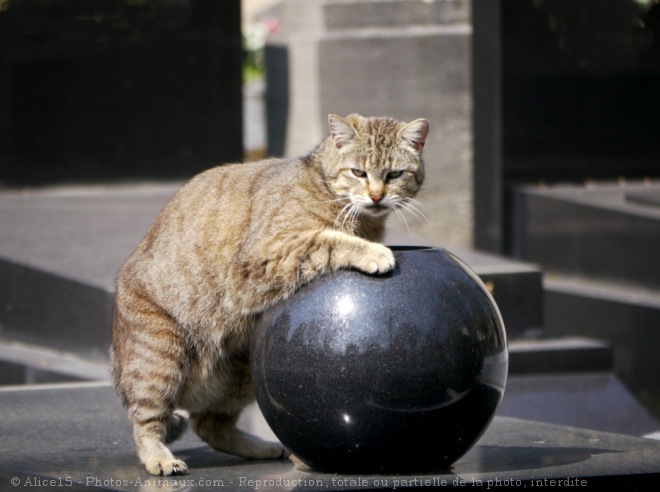 Photo de Chat domestique