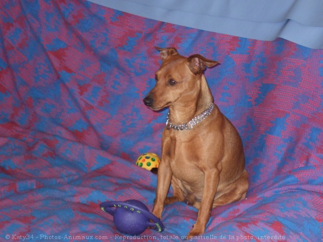 Photo de Pinscher nain