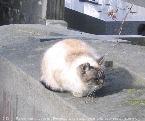 Photo de Chat domestique