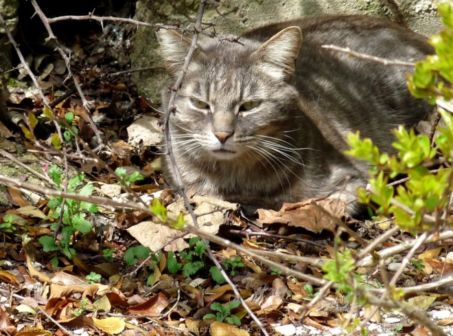 Photo de Chat domestique