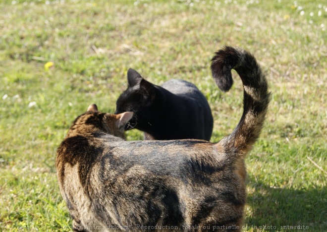 Photo de Chat domestique