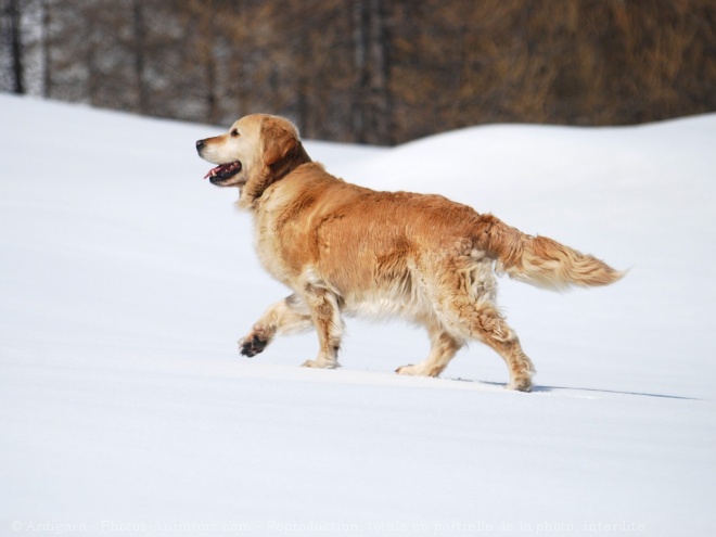 Photo de Golden retriever