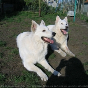 Photo de Berger blanc suisse