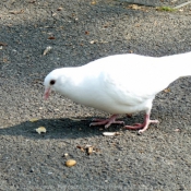 Photo de Pigeon