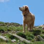 Photo de Golden retriever