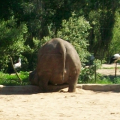 Photo d'Elphant d'asie