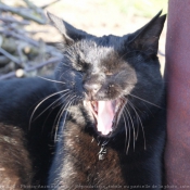 Photo de Chat domestique